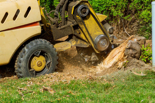 Best Tree Cabling and Bracing  in Hurricane, WV