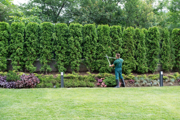 Best Stump Grinding and Removal  in Hurricane, WV