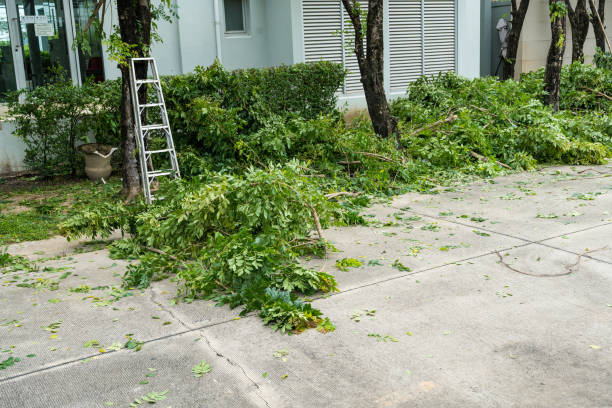 Best Tree Removal  in Hurricane, WV