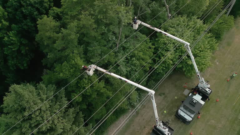 Best Tree Trimming and Pruning  in Hurricane, WV